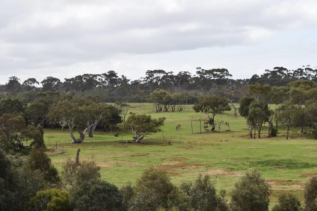 Otwarte zoo Werribee